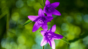 Картинка цветы колокольчики лиловый