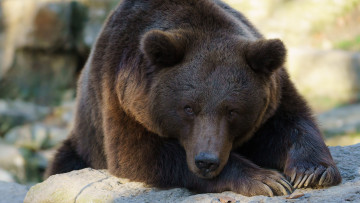 Картинка животные медведи медведь бурый гризли кодьяк животное хищник млекопитающее хордовые