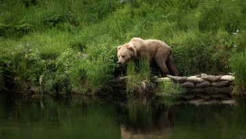 Картинка животные медведи медведь бурый гризли кодьяк животное хищник млекопитающее хордовые