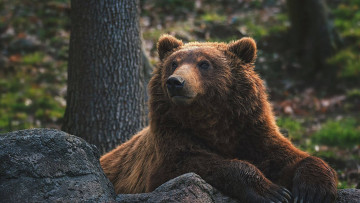 Картинка животные медведи медведь бурый гризли кодьяк животное хищник млекопитающее хордовые