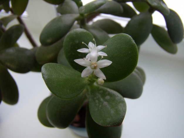 Обои картинки фото цветы, цветок, белый, листья