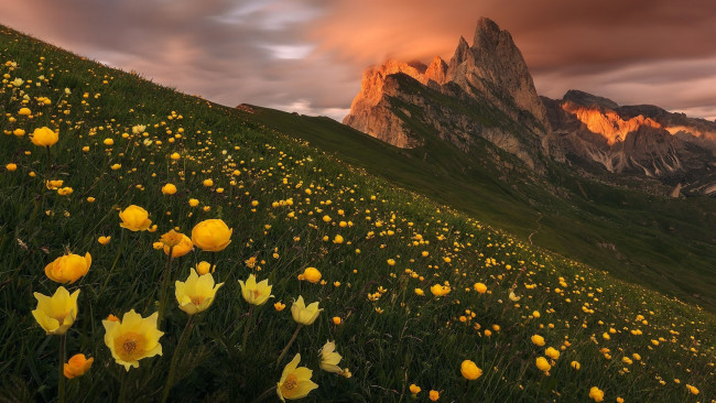 Обои картинки фото природа, луга, луг