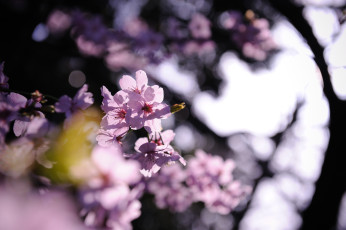 обоя цветы, цветущие деревья ,  кустарники