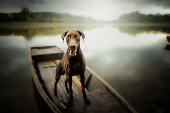 Картинка животные собаки лодка собака веймаранер лабрадор