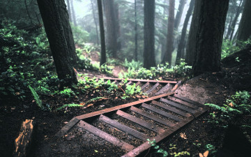 Картинка природа лес ступени лестницы