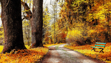 Картинка природа дороги лес парк деревья осень дорога скамейка