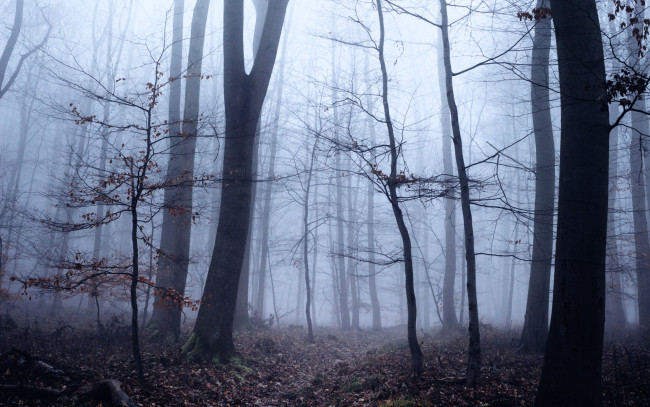 Обои картинки фото природа, лес, туман, осень