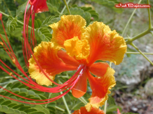 Картинка цветы делоникс королевский огненное дерево