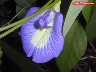 Картинка цветы душистый горошек