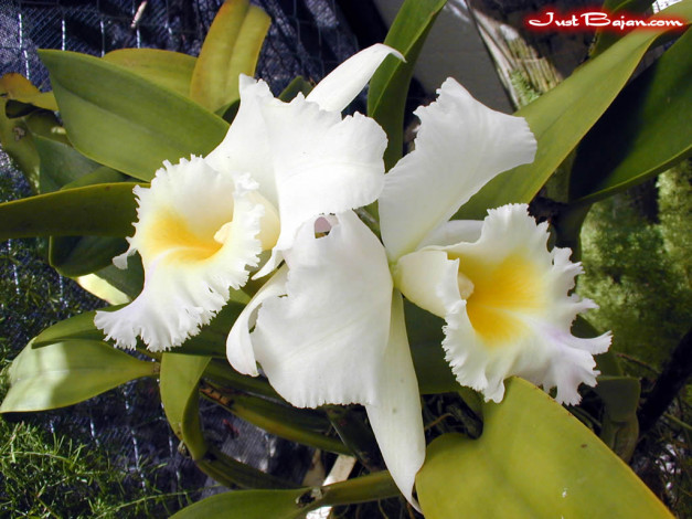 Обои картинки фото цветы, орхидеи