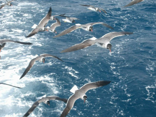 Картинка хургада животные Чайки бакланы крачки