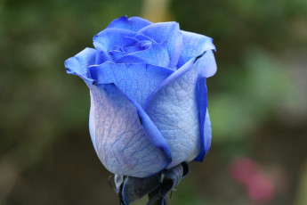 Картинка цветы розы