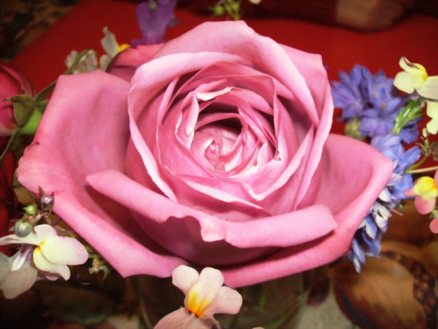 Обои картинки фото цветы, розы