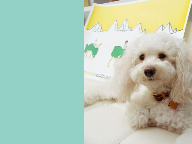 Обои картинки фото животные, собаки