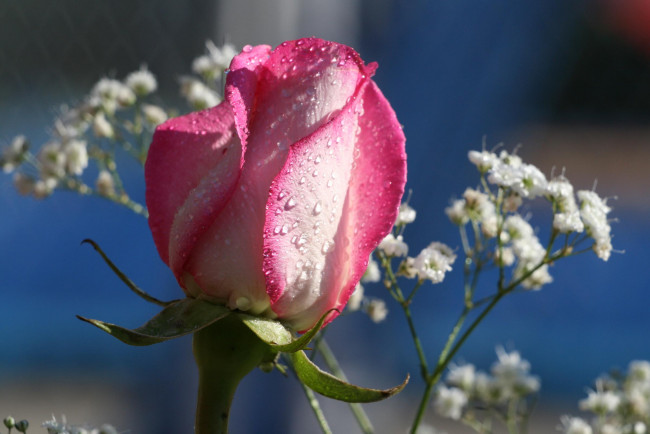 Обои картинки фото цветы, розы