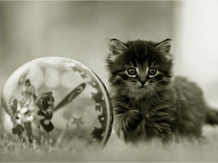 Картинка мурзя мячик авт люблю природу животные коты