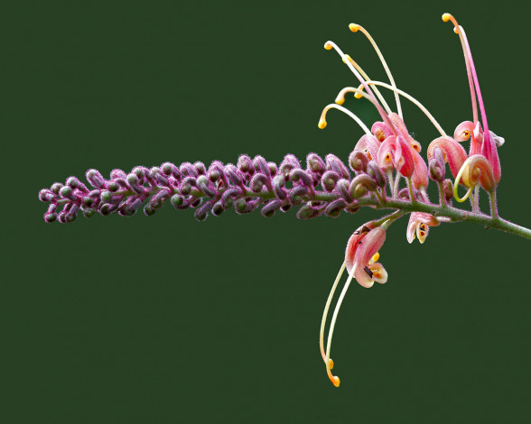 Обои картинки фото цветы