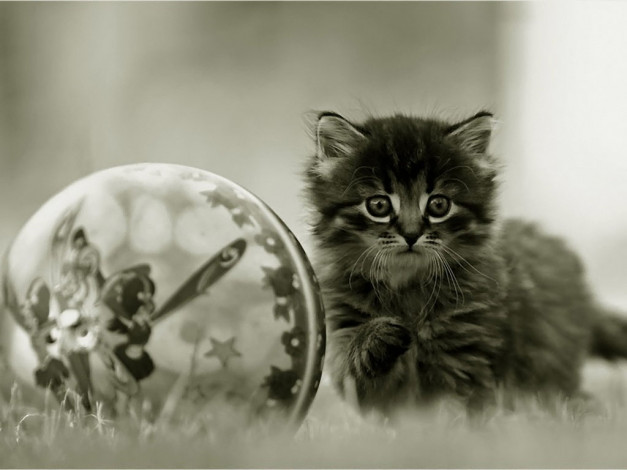 Обои картинки фото мурзя, мячик, авт, люблю, природу, животные, коты