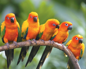 Картинка животные попугаи