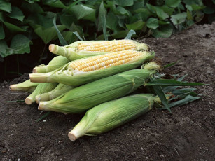 Картинка еда кукуруза