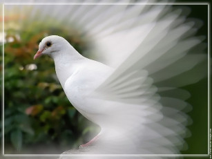 Картинка животные голуби