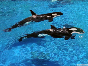 Картинка животные косатки