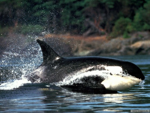 Картинка животные косатки