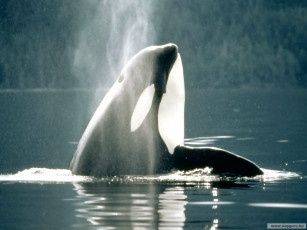 Картинка животные косатки