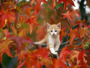 Картинка животные коты