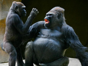 Картинка животные обезьяны