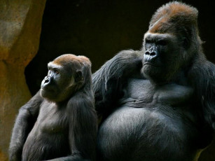 Картинка животные обезьяны