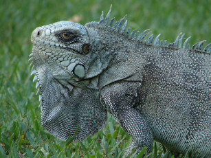Картинка животные Ящерицы игуаны вараны