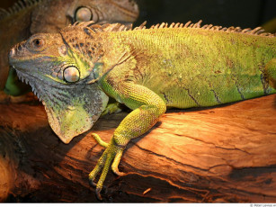 Картинка животные Ящерицы игуаны вараны