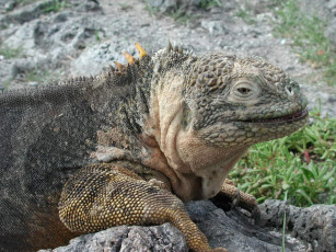 Картинка животные Ящерицы игуаны вараны