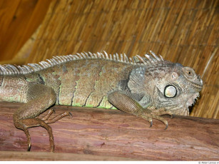 Картинка животные Ящерицы игуаны вараны