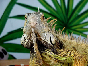 Картинка животные Ящерицы игуаны вараны