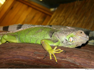 Картинка животные Ящерицы игуаны вараны