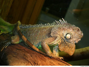 Картинка животные Ящерицы игуаны вараны