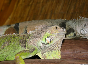 Картинка животные Ящерицы игуаны вараны