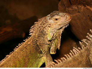 Картинка животные Ящерицы игуаны вараны