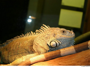 Картинка животные Ящерицы игуаны вараны