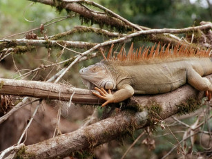 Картинка животные Ящерицы игуаны вараны
