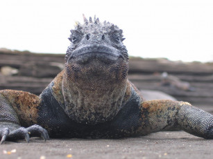 Картинка животные Ящерицы игуаны вараны