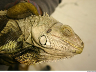 Картинка животные Ящерицы игуаны вараны