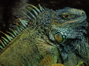 Картинка животные Ящерицы игуаны вараны