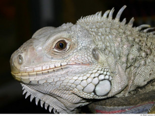 Картинка животные Ящерицы игуаны вараны