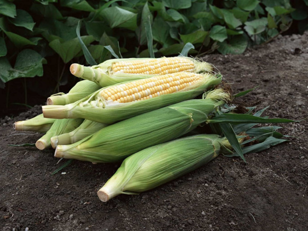 Обои картинки фото еда, кукуруза