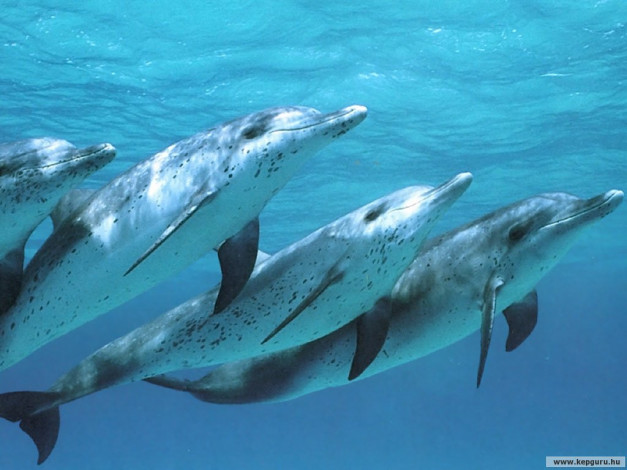 Обои картинки фото животные, дельфины