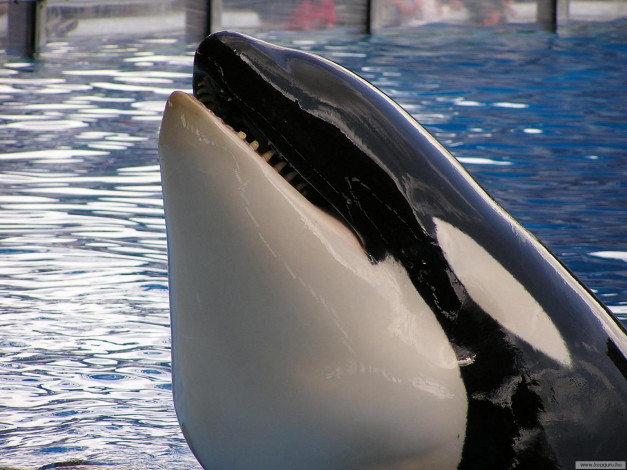 Обои картинки фото животные, косатки