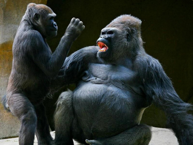 Обои картинки фото животные, обезьяны